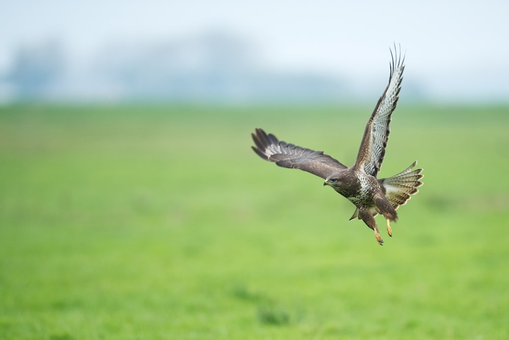 focus photography of bird flying above the grass field