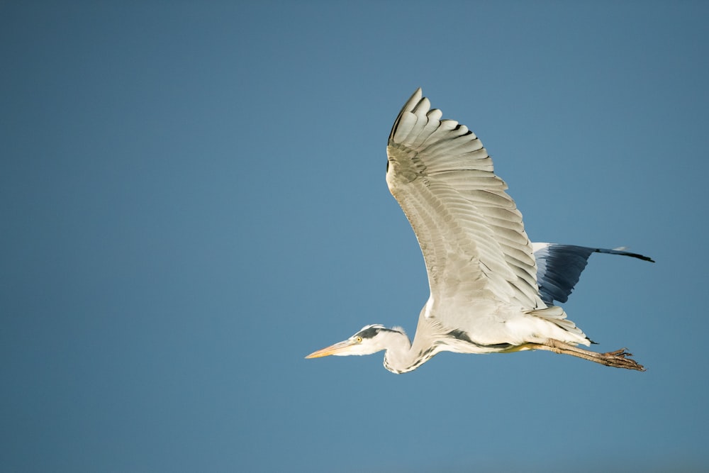 Pelícano blanco en vuelo
