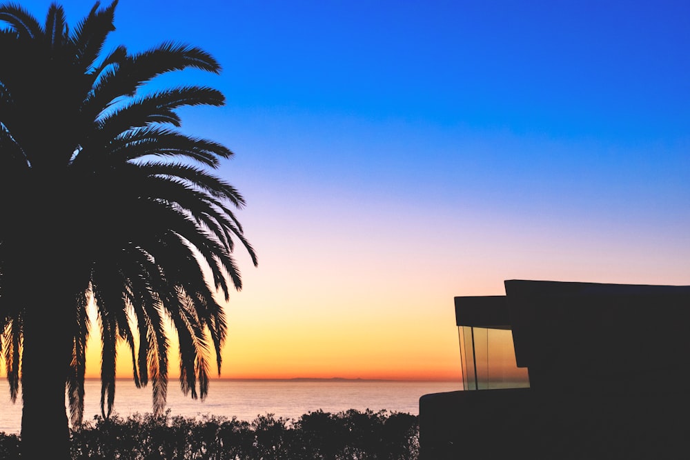 scenery of ocean in front of tree of silhouette