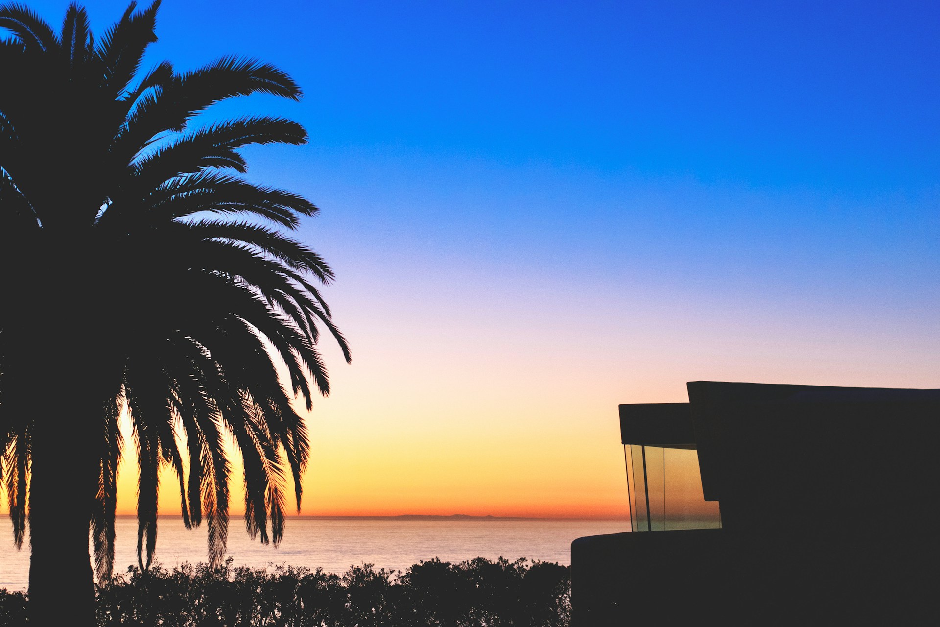scenery of ocean in front of tree of silhouette
