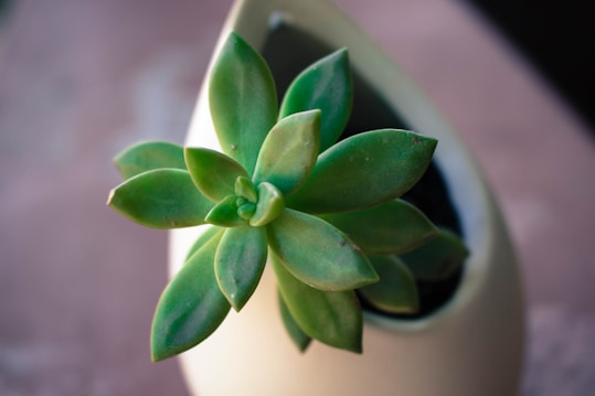 A vibrant green succulent plant with thick, fleshy leaves arranged in a rosette shape is placed in a smooth, beige pot. The background is softly blurred, highlighting the plant's vivid color and details.