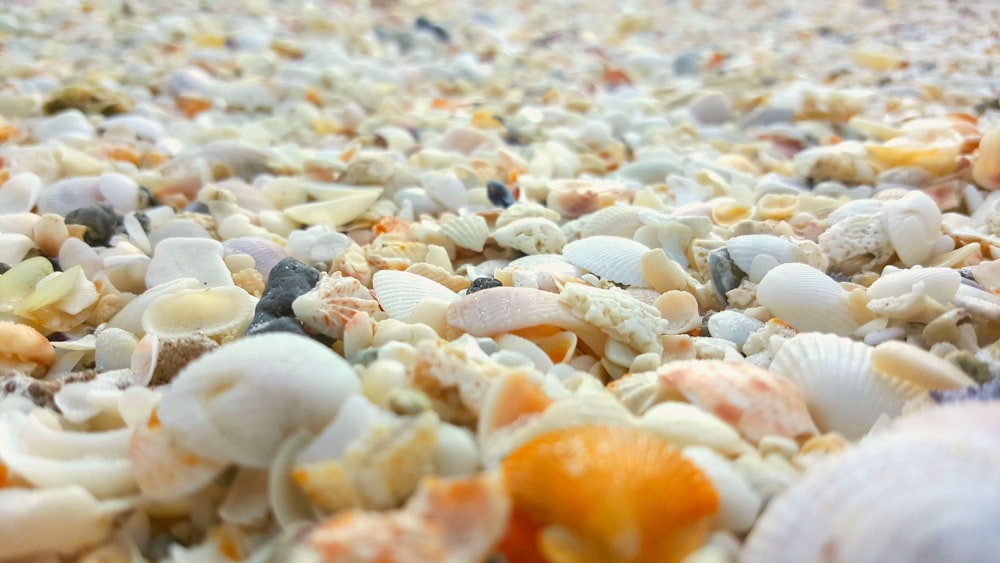 um close up de conchas em uma praia