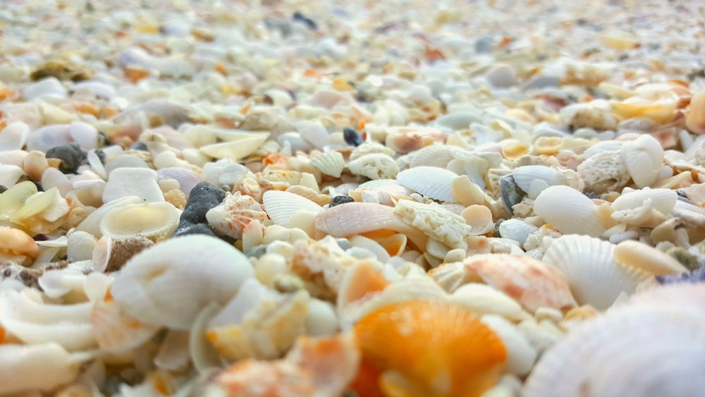 a close up of shells on a beach