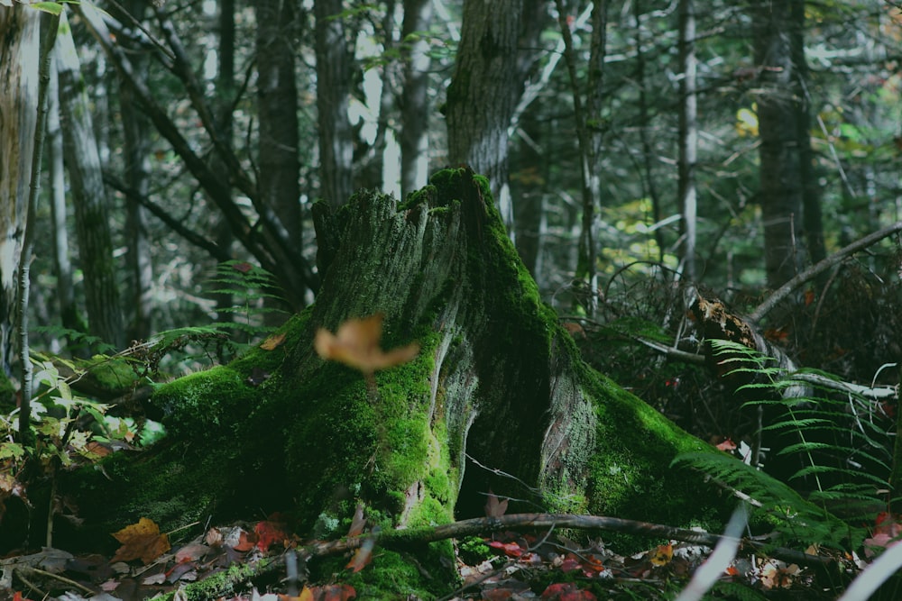 tronco d'albero verde