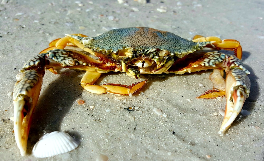 a close up of a crab on a beach