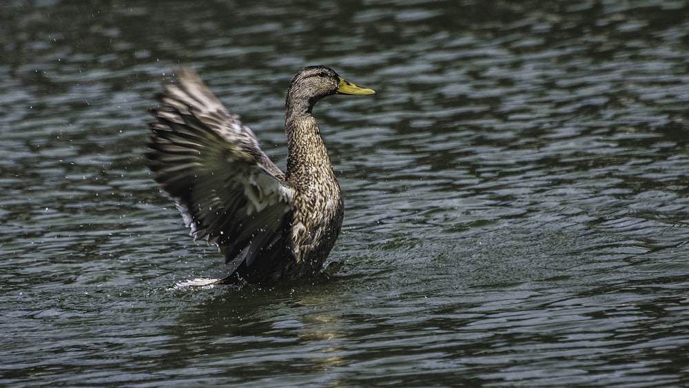 brown mallard duck on body of water at daytime