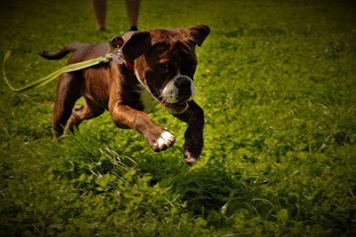 A brown boxer dog energetically running through lush, green grass with a toy in its mouth. The dog is on a leash and appears playful and full of energy.