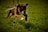 A happy dog playing with a toy from the m2prospect box.