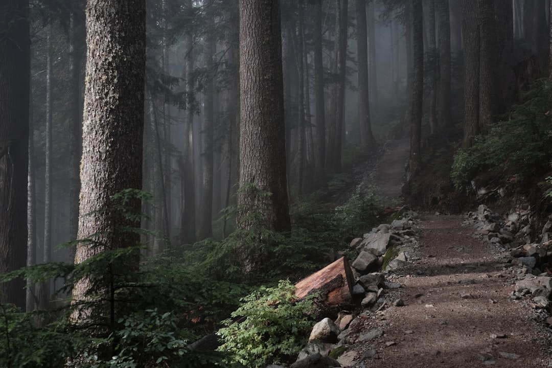 brown road in forest during daytime