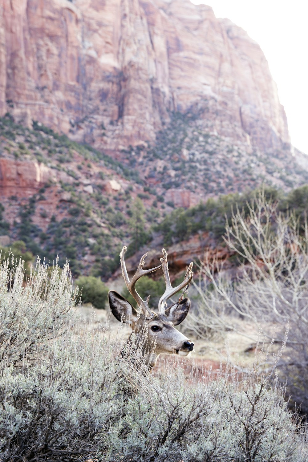 brown deer behind green grass near mountain