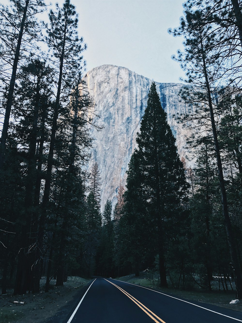 photo de paysage d’un arbre et d’une montagne