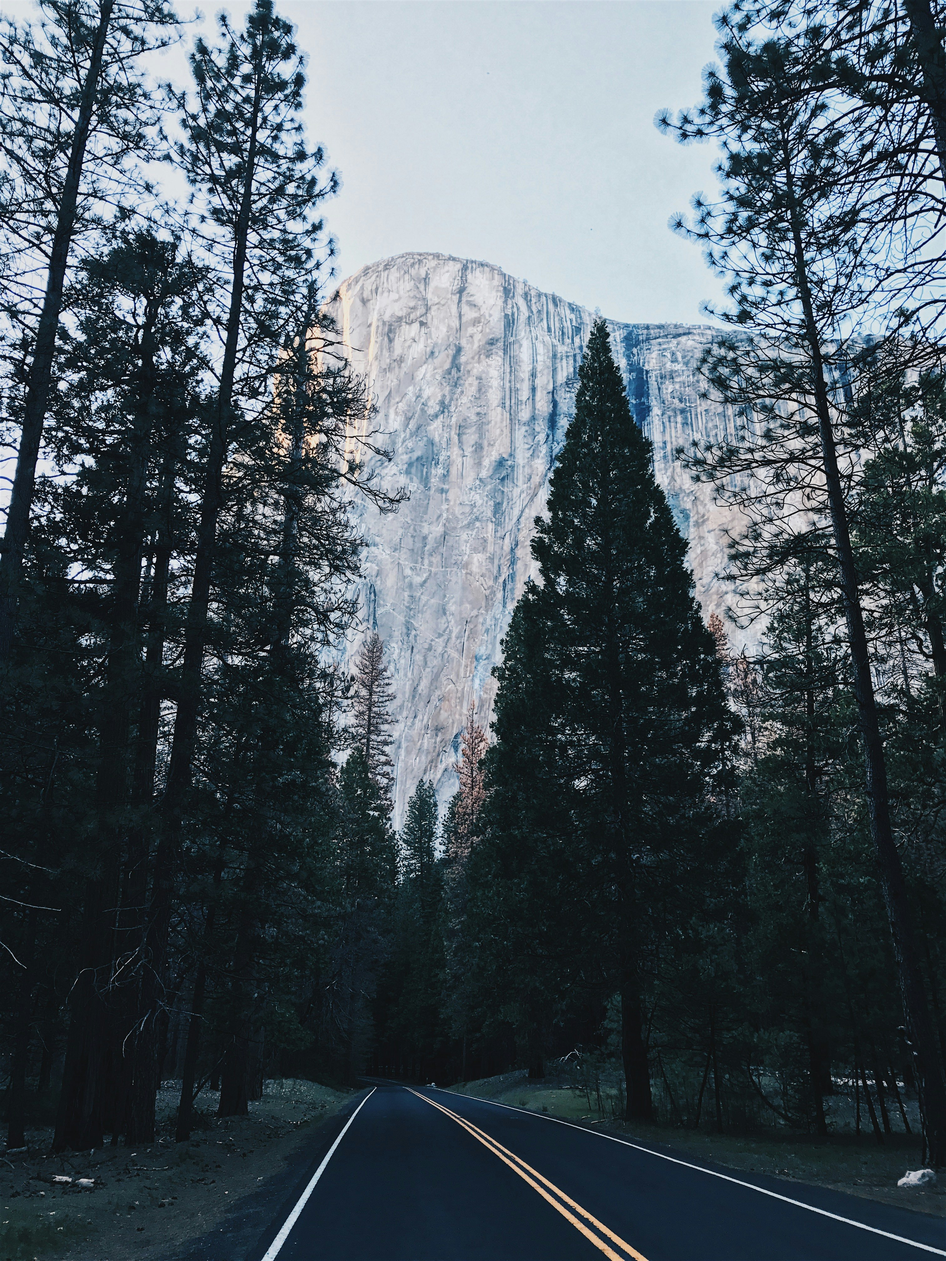 landscape photo of a trees and mountain