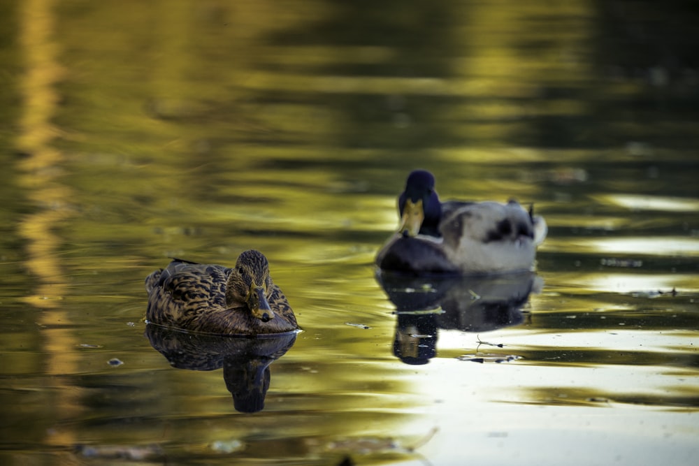 deux canards bruns et blancs sur l’eau pendant la journée