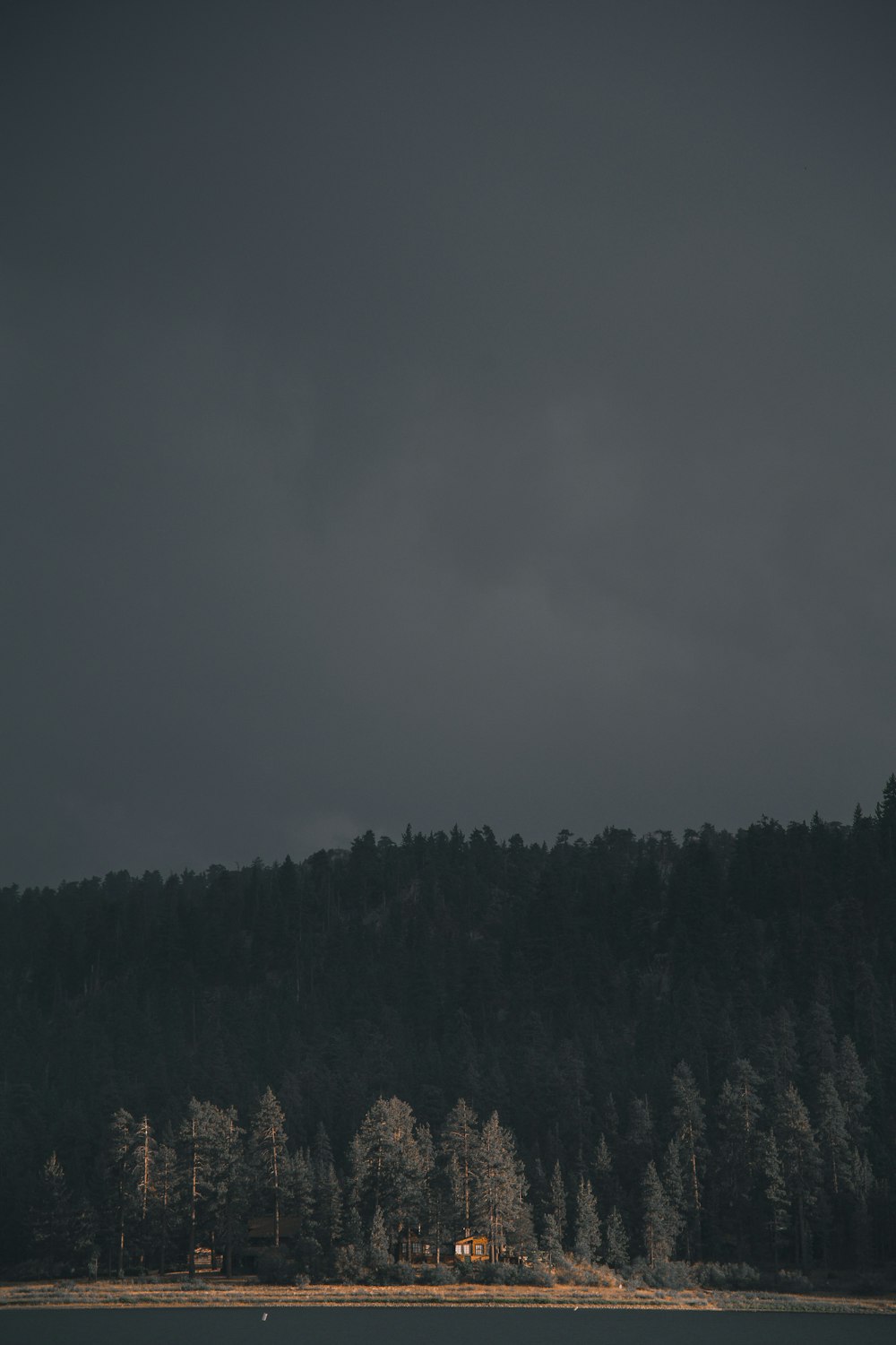 forest near body of water