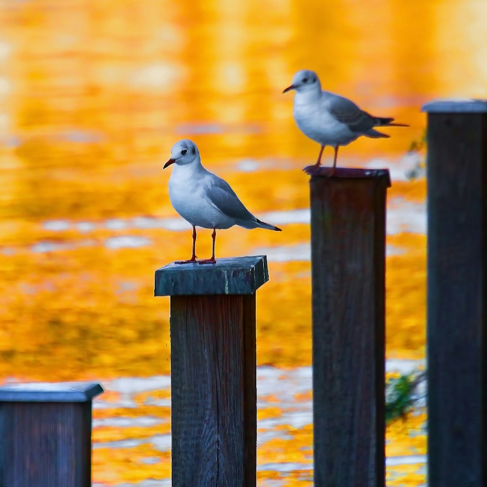 Photographie sélective de mise au point d’un oiseau gris à bec court sur un support en bois