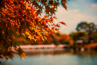 shallow focus photography of orange leafed tree during daytime