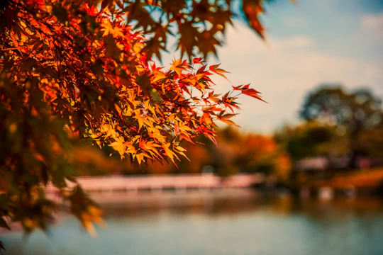 shallow focus photography of orange leafed tree during daytime