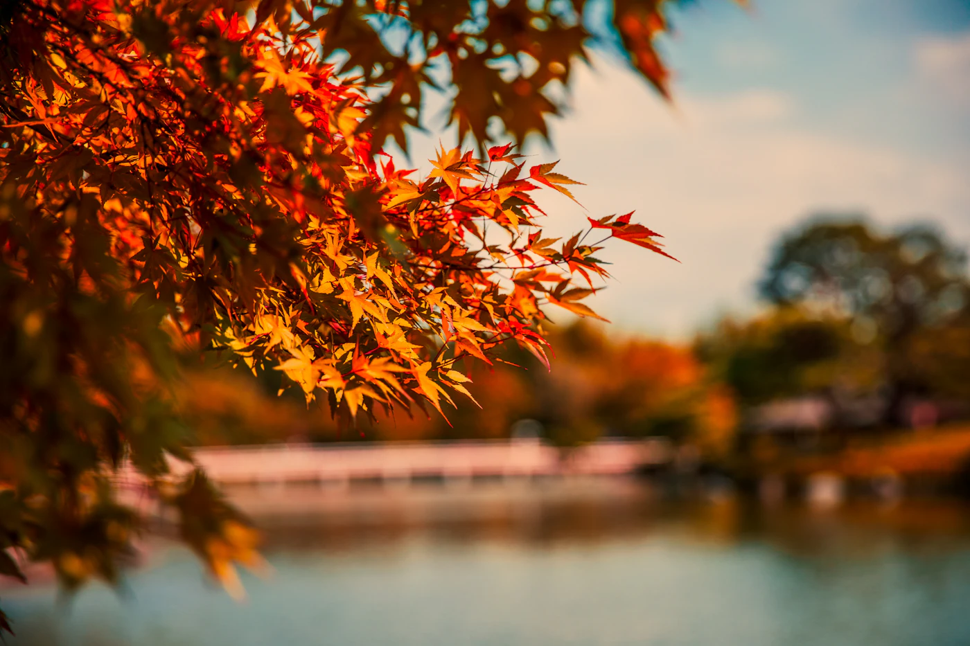 Autumn Colors