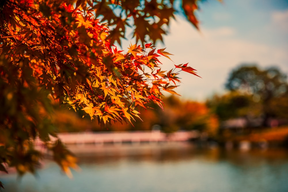 昼間のオレンジ色の葉の木の浅いフォーカス写真
