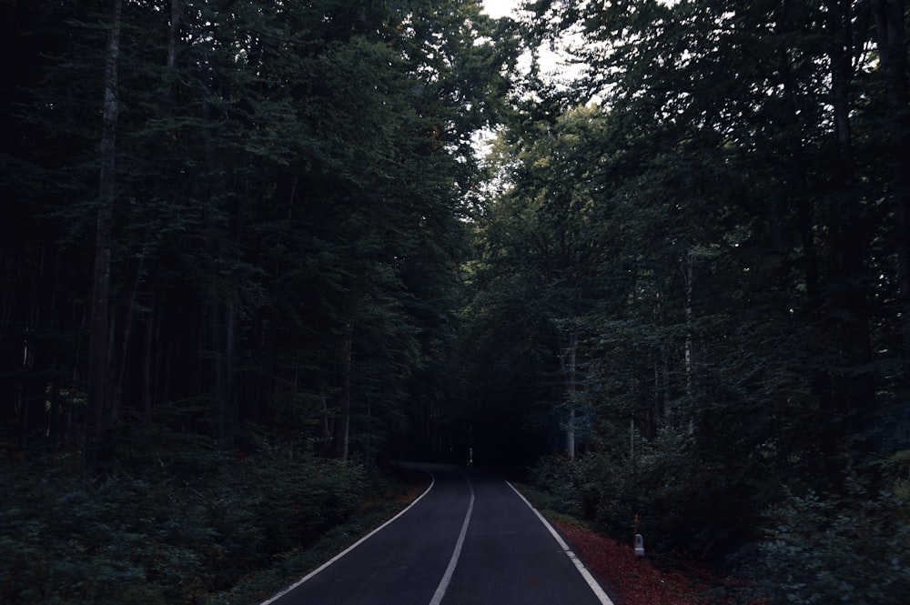 road between trees during daytime