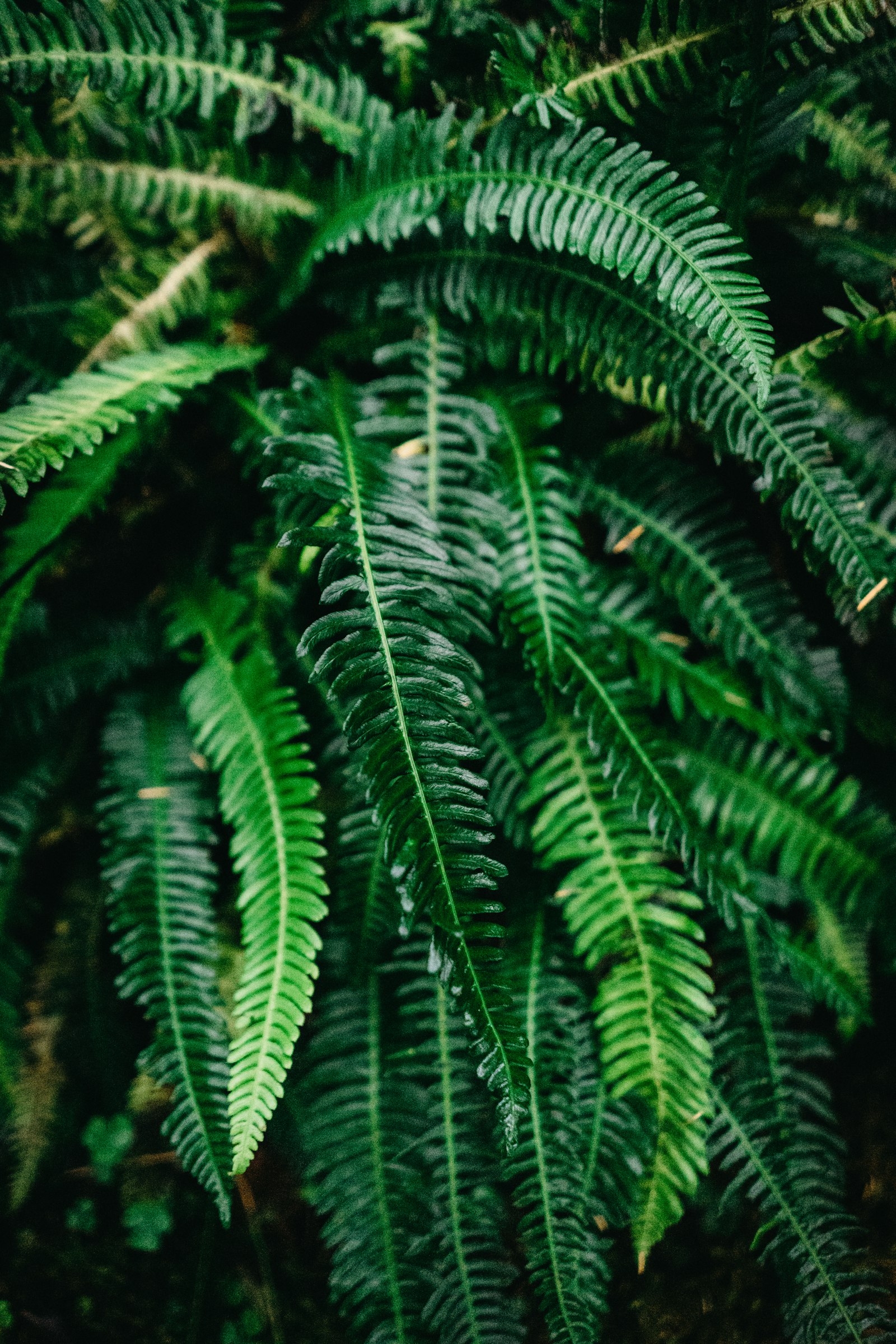 Sony a7 II + Sony FE 28mm F2 sample photo. Green fern plant photography