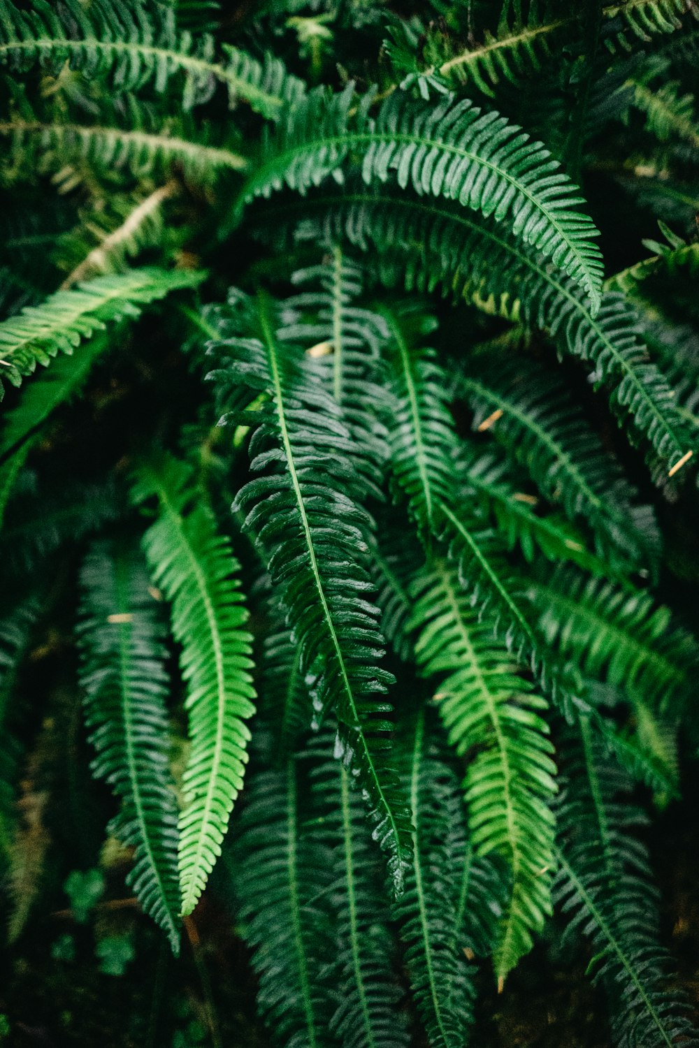 Planta de helecho verde