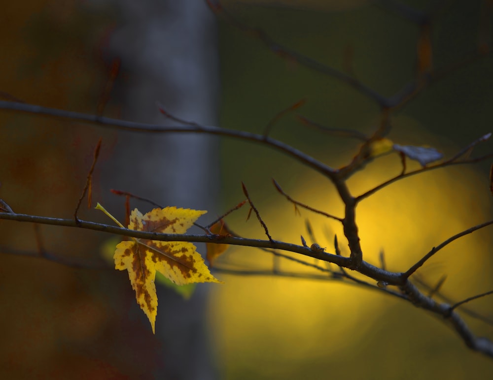 yellow and brown maple leaf