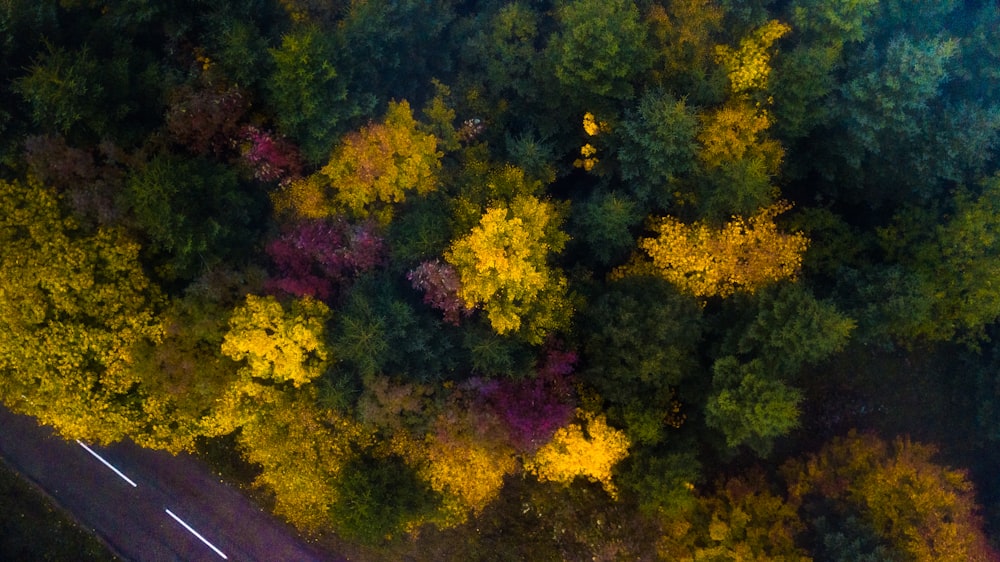 Vista dall'alto di alberi di colori assortiti