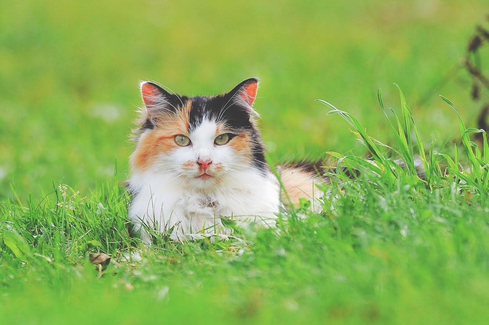 tricolored cat on green lawn grass taken at daytime