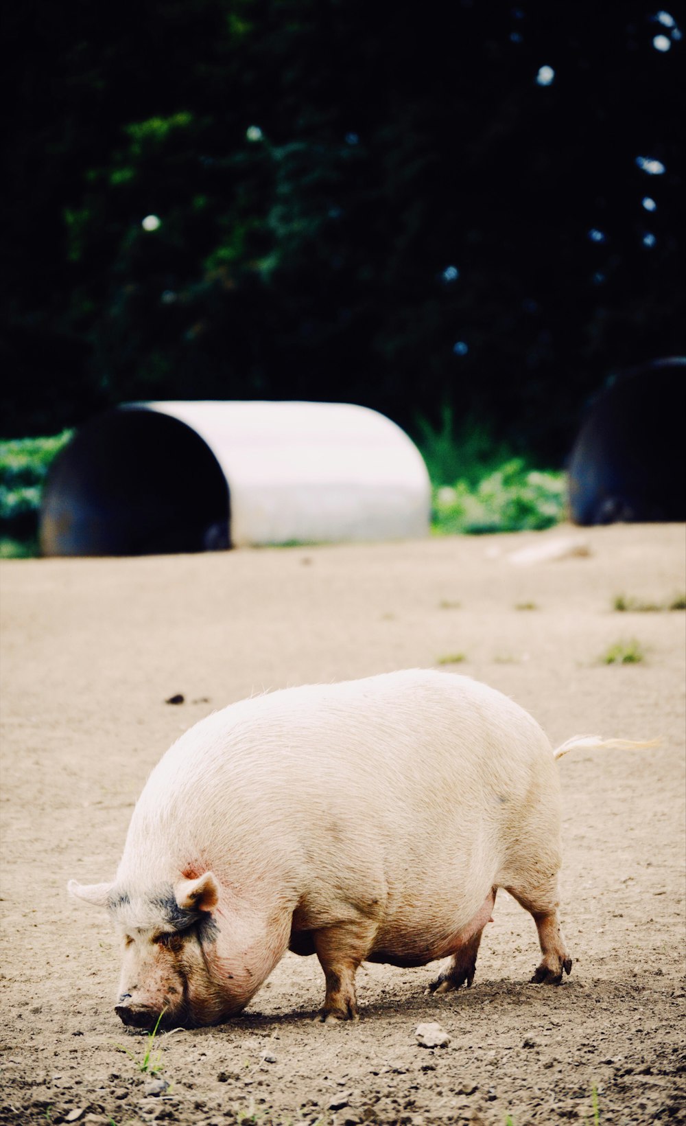 white pig during daytime phoot