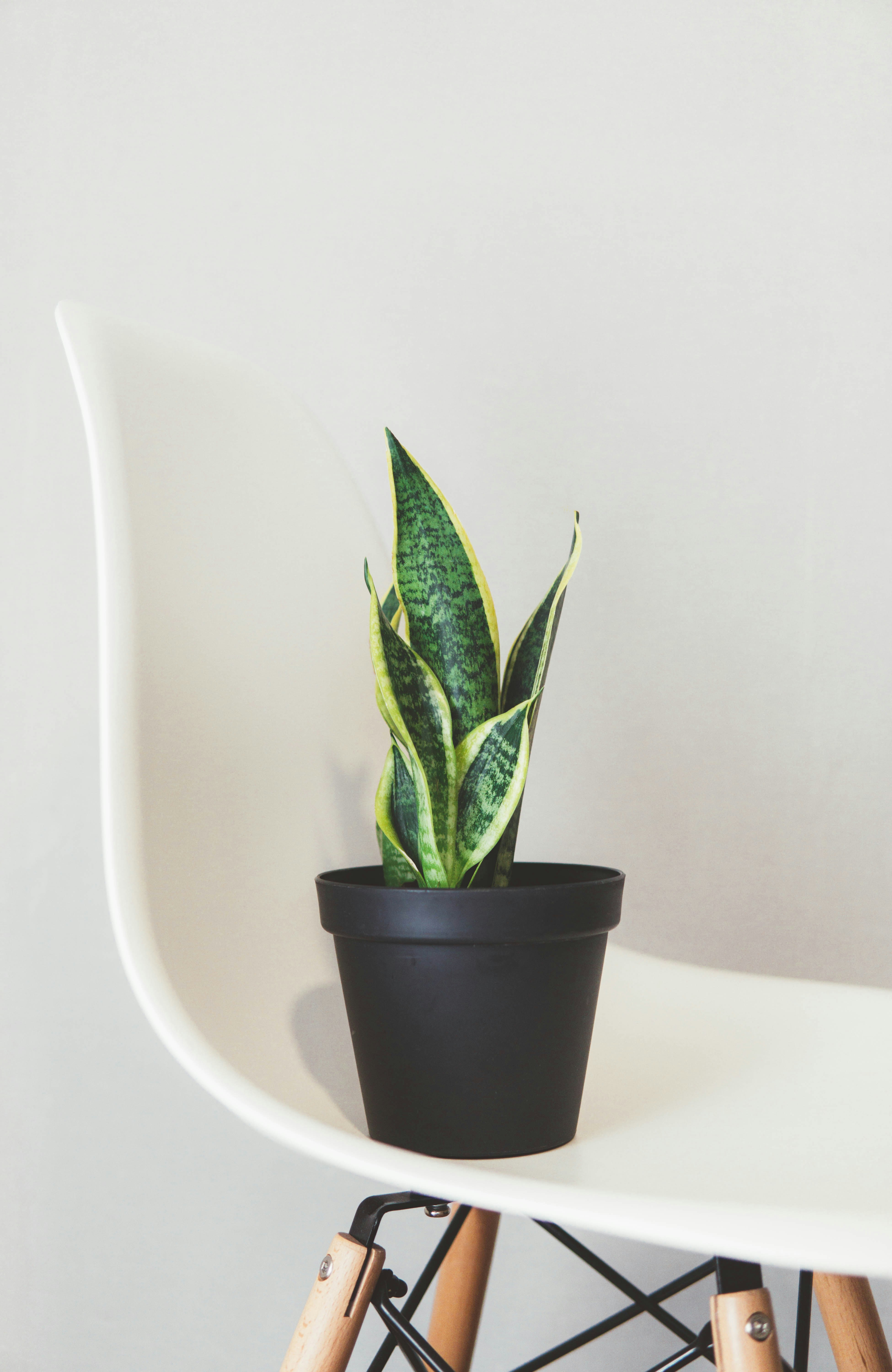 indoor plants aesthetic, wallpaper, Bisnis Tanaman Hias: Peluang, Tips, dan Strategi Sukses 3