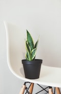 potted green snake plant on white chair