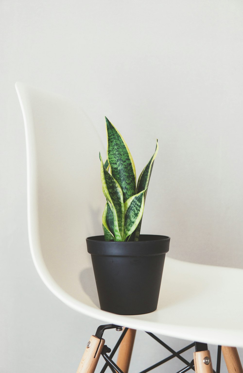 potted green snake plant on white chair