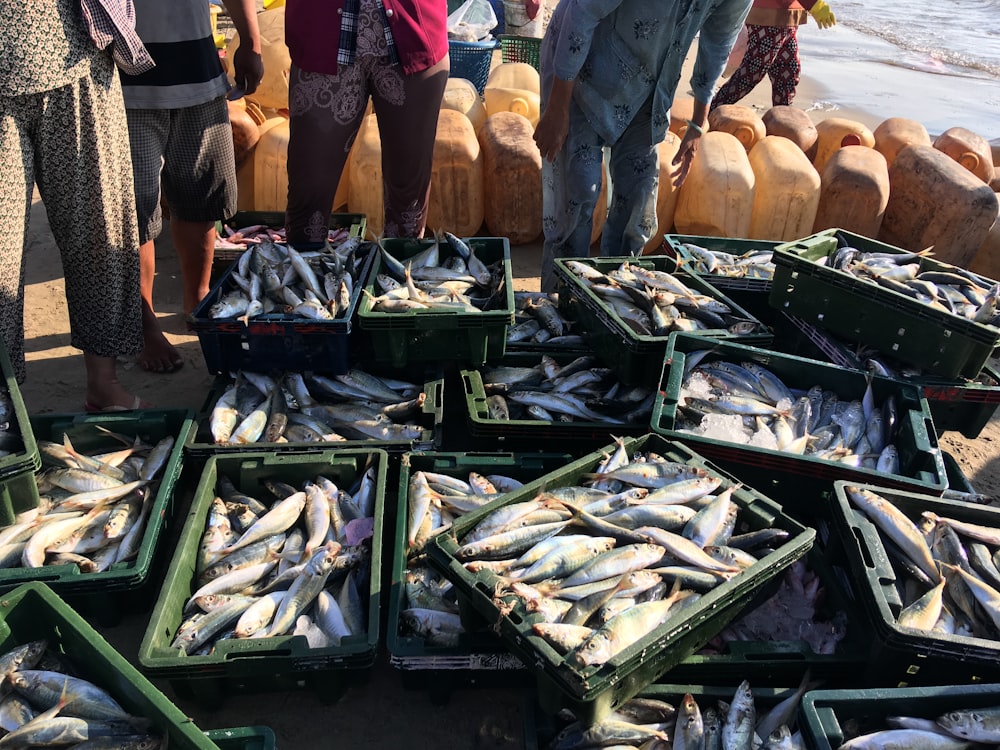 木枠の上の食用魚