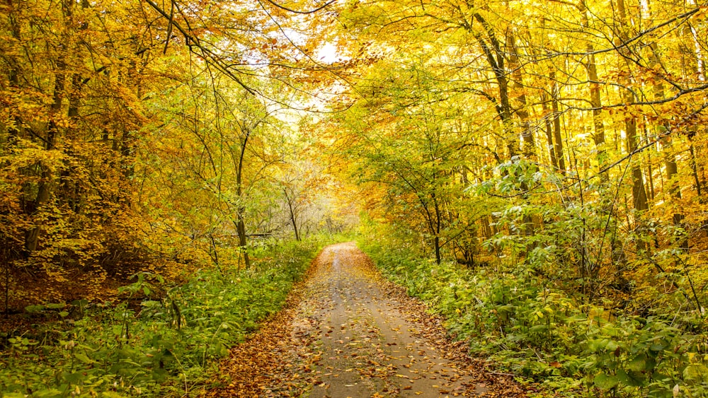 road full of leaves