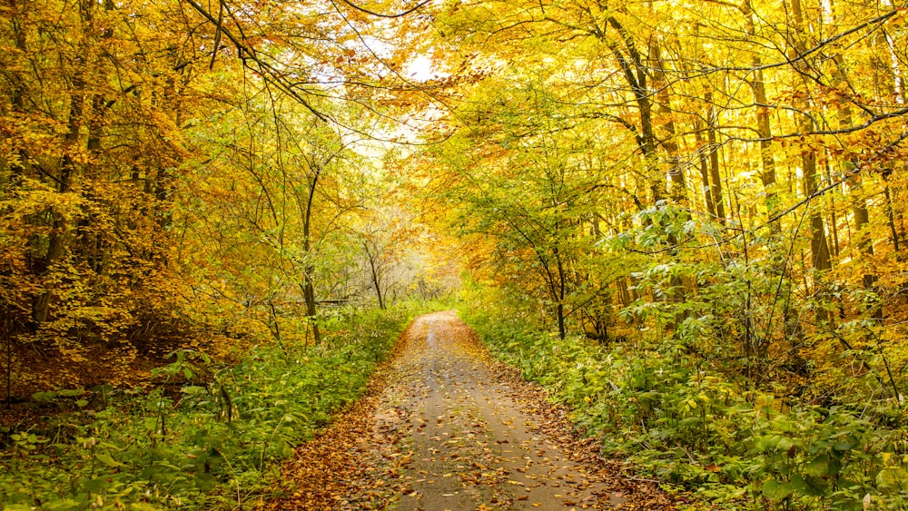 strada piena di foglie