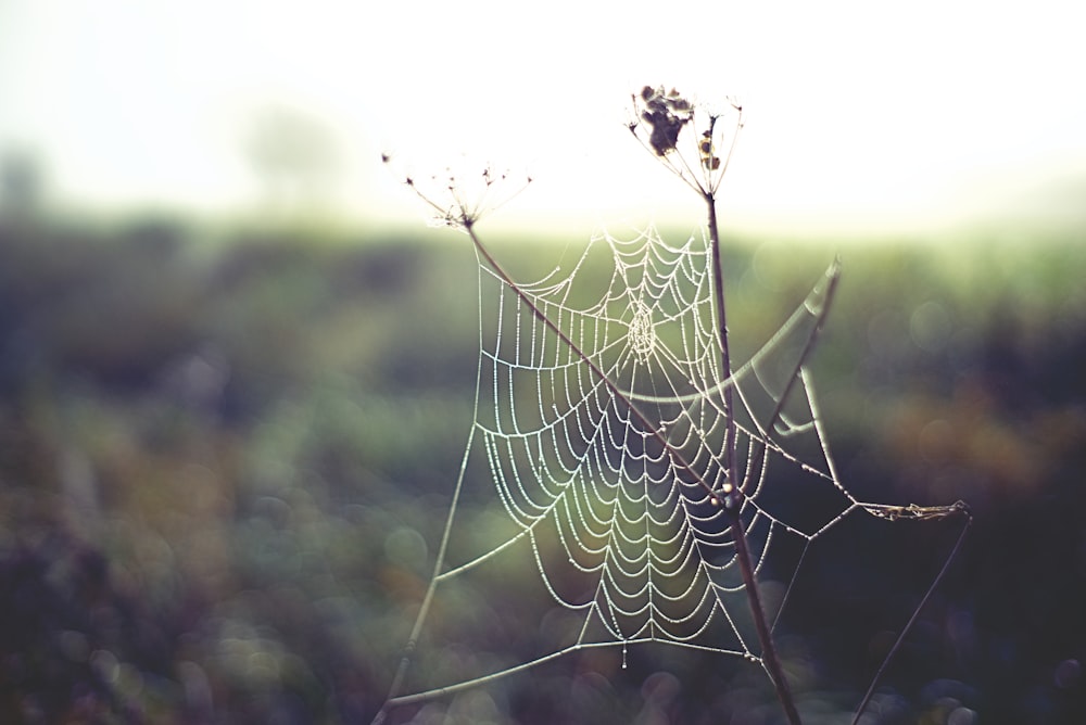 spider web close-up photography