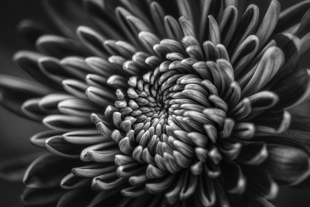 Foto en escala de grises del crisantemo