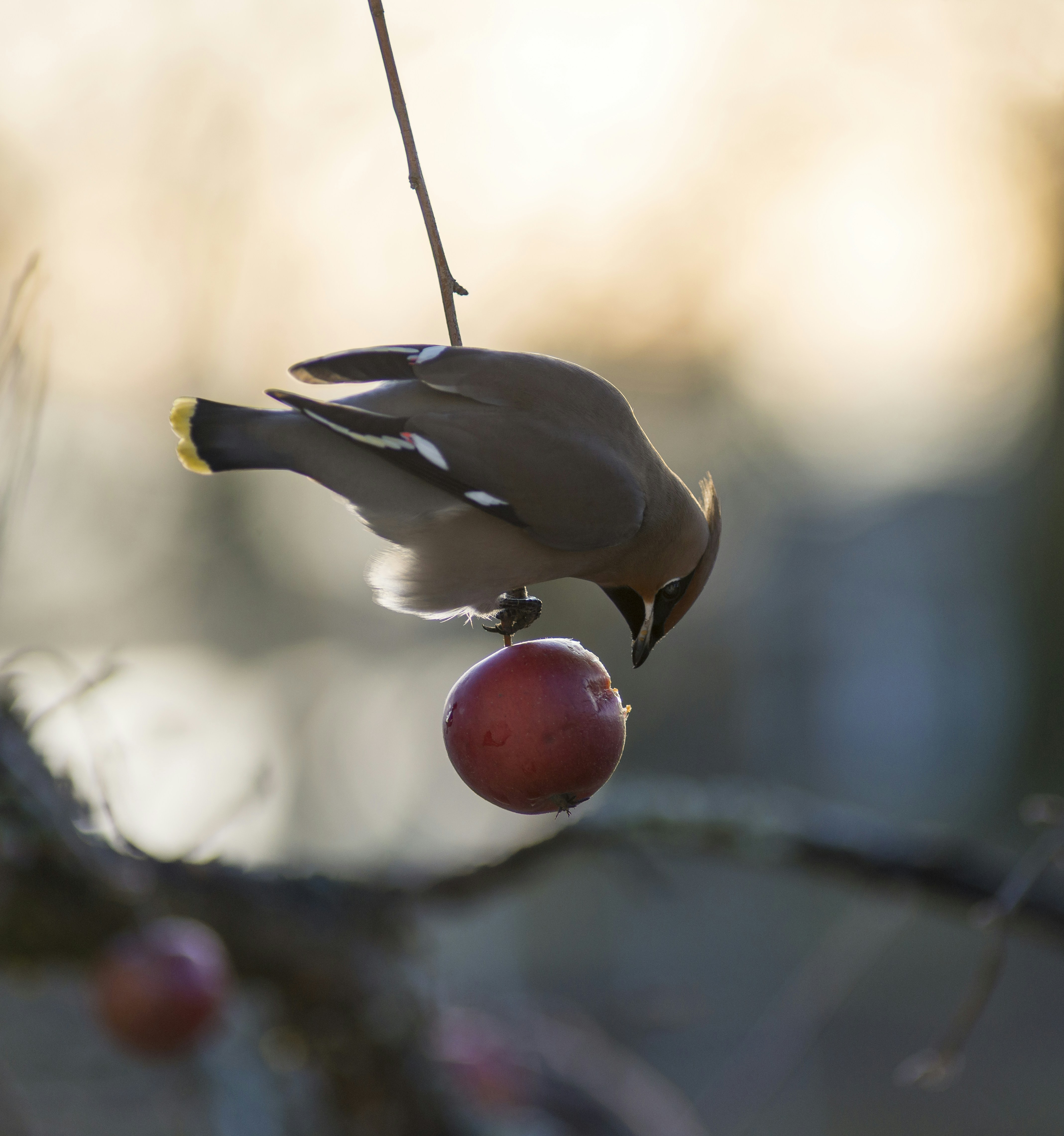 Bohemian waxwing eating an apple HD photo by Anders Nord
