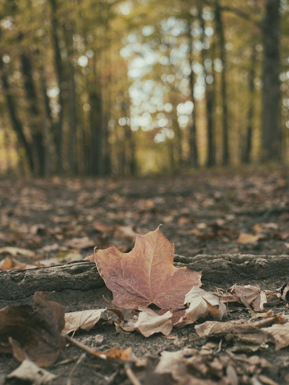 dried leaf