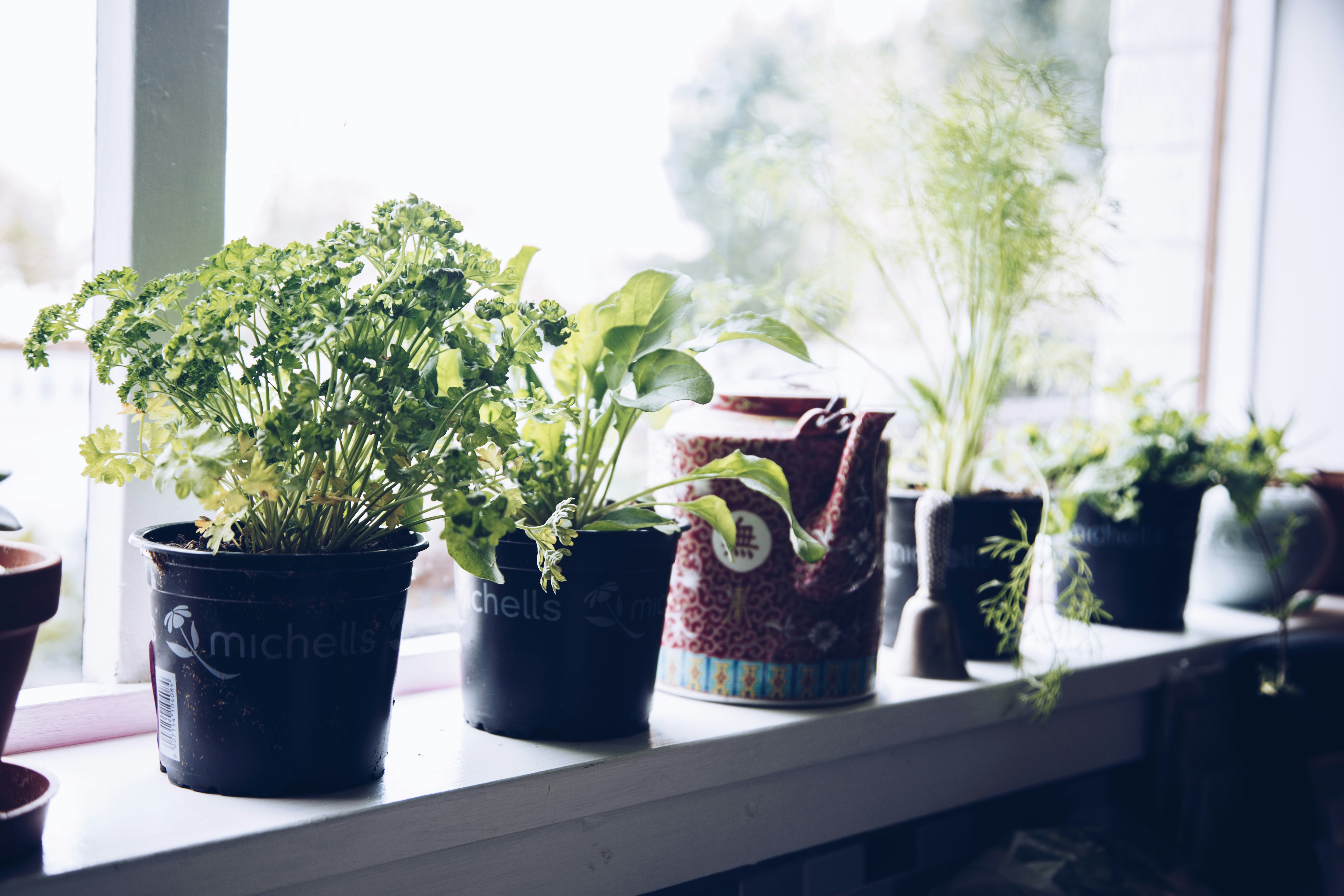 Best herbs to grow indoors - Fresh herbs thriving in an indoor garden