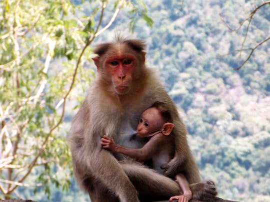 monkey breast feeding baby in Kodaikanal India