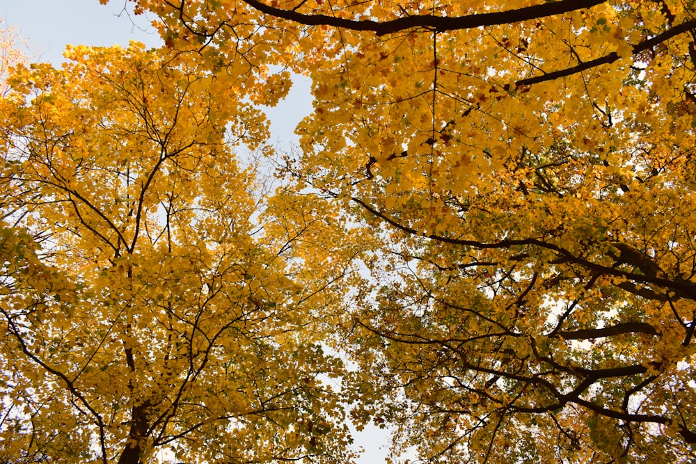 low angle photography of yellow leaf tree