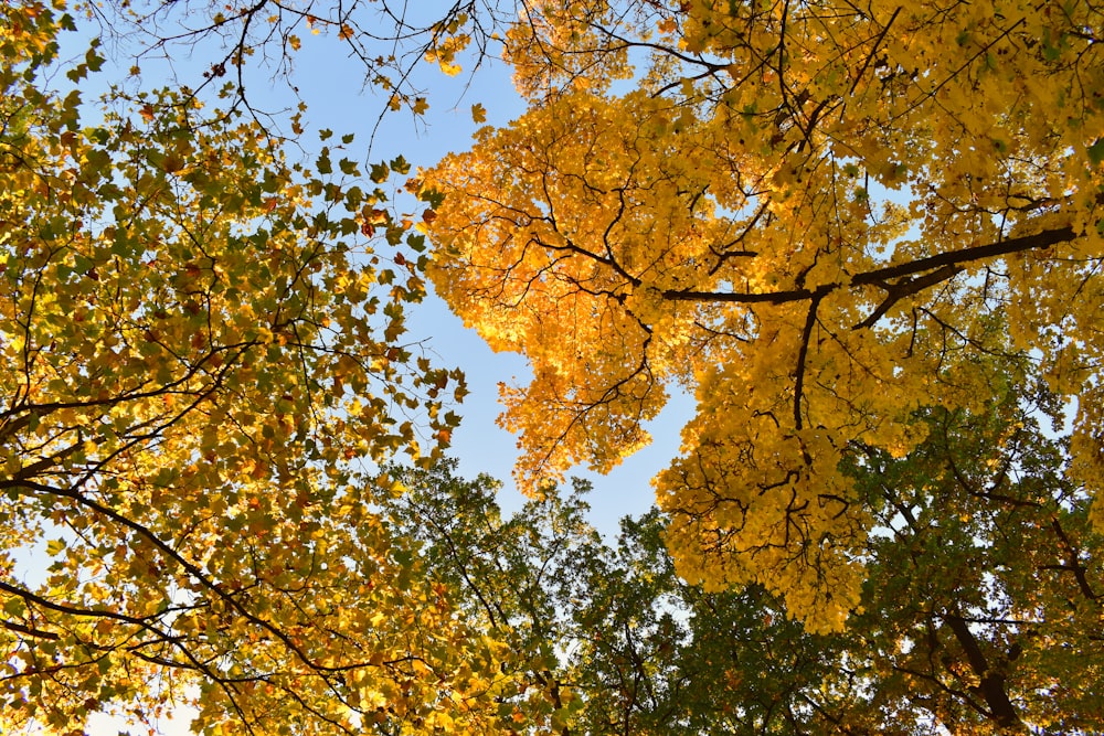 low angle brown leaf tree