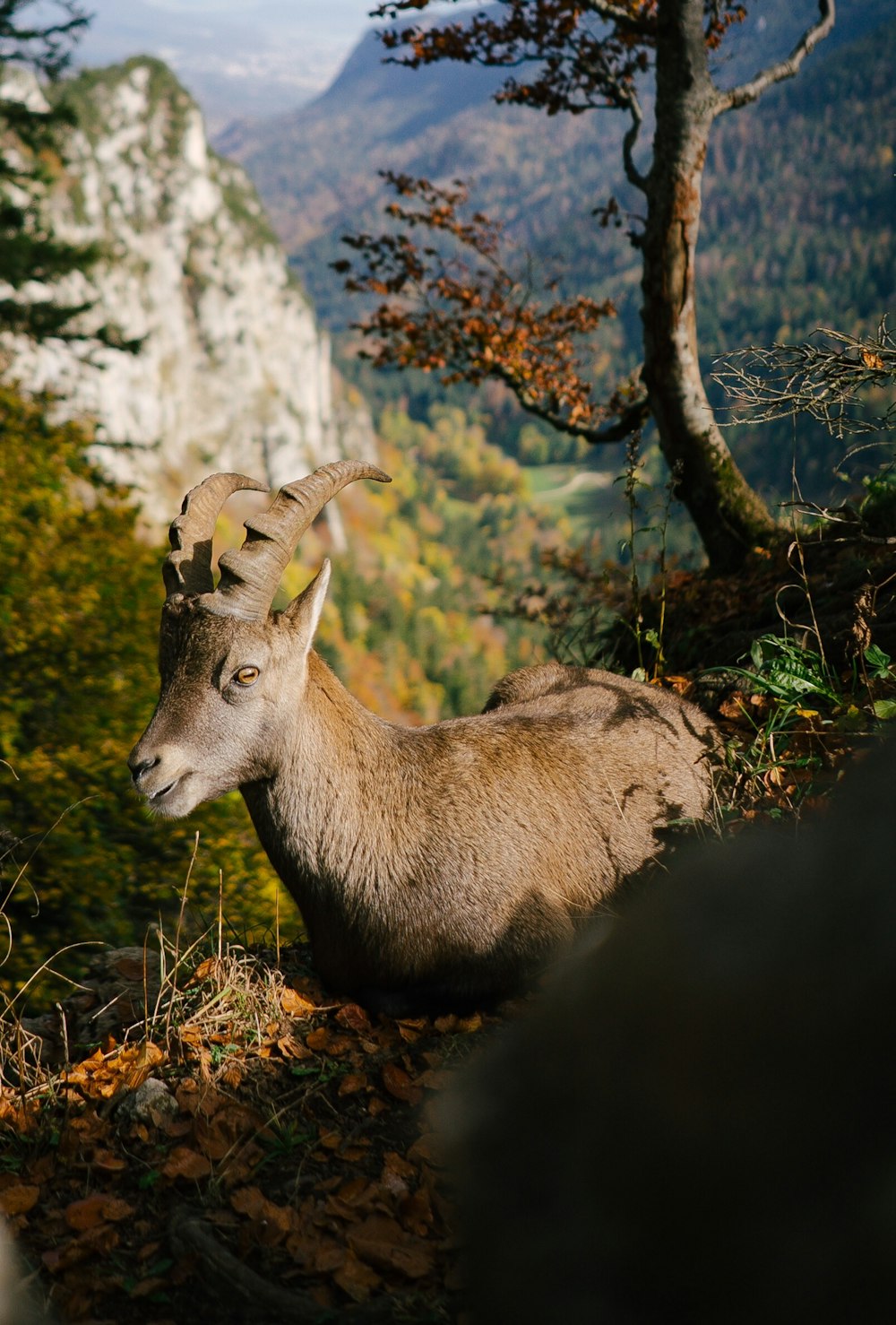 mountain goat lying on ground near tree on top of mountain