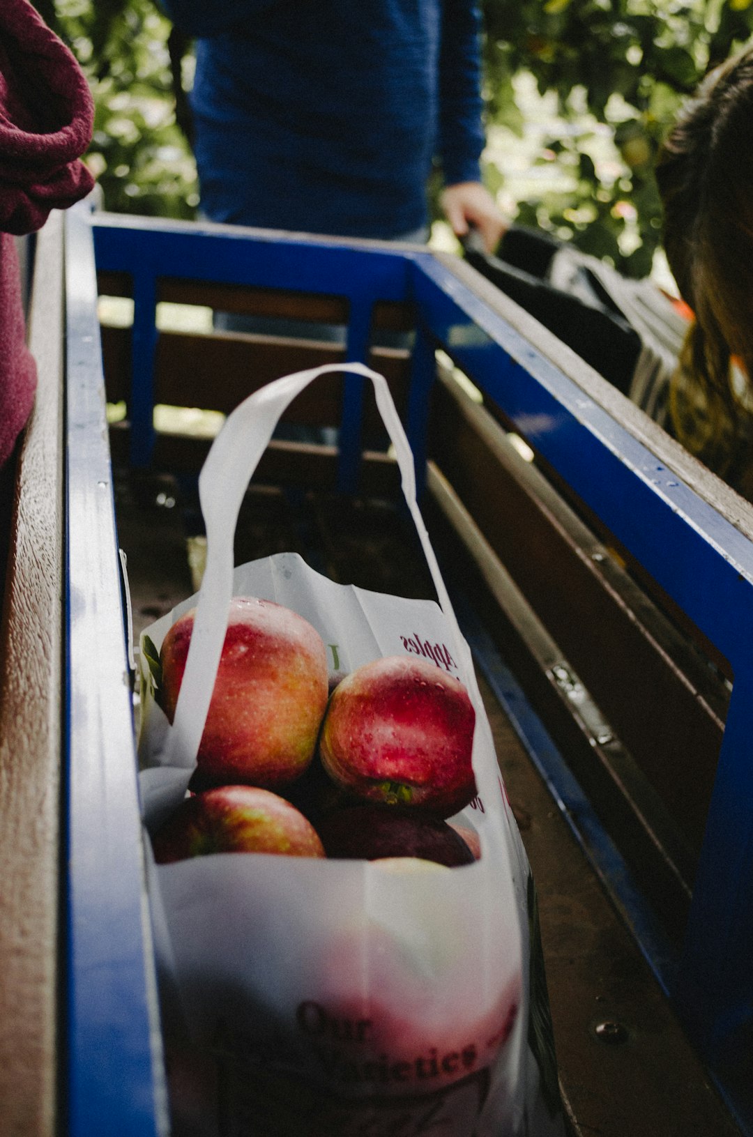 ilama, Harvest, apples in plastic bag