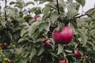 Close-up of ripe, dew-kissed apples hanging from a sturdy branch.