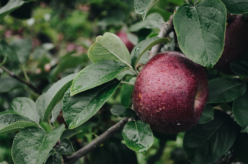 red apple on selective focus photography