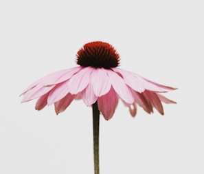 pink petaled flower representing listening to the patient