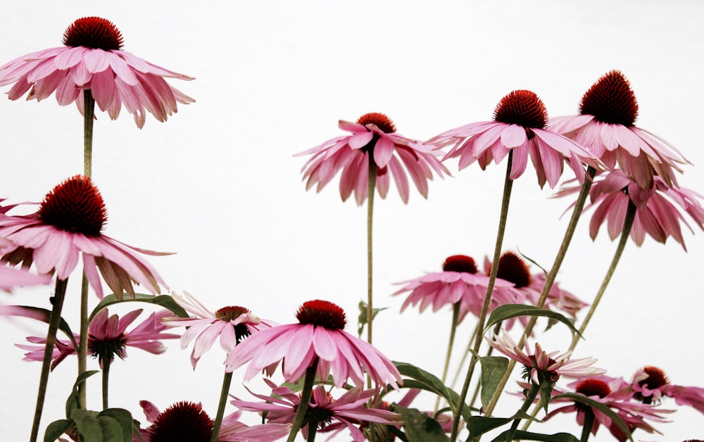 Fotografia macro da planta da flor rosa